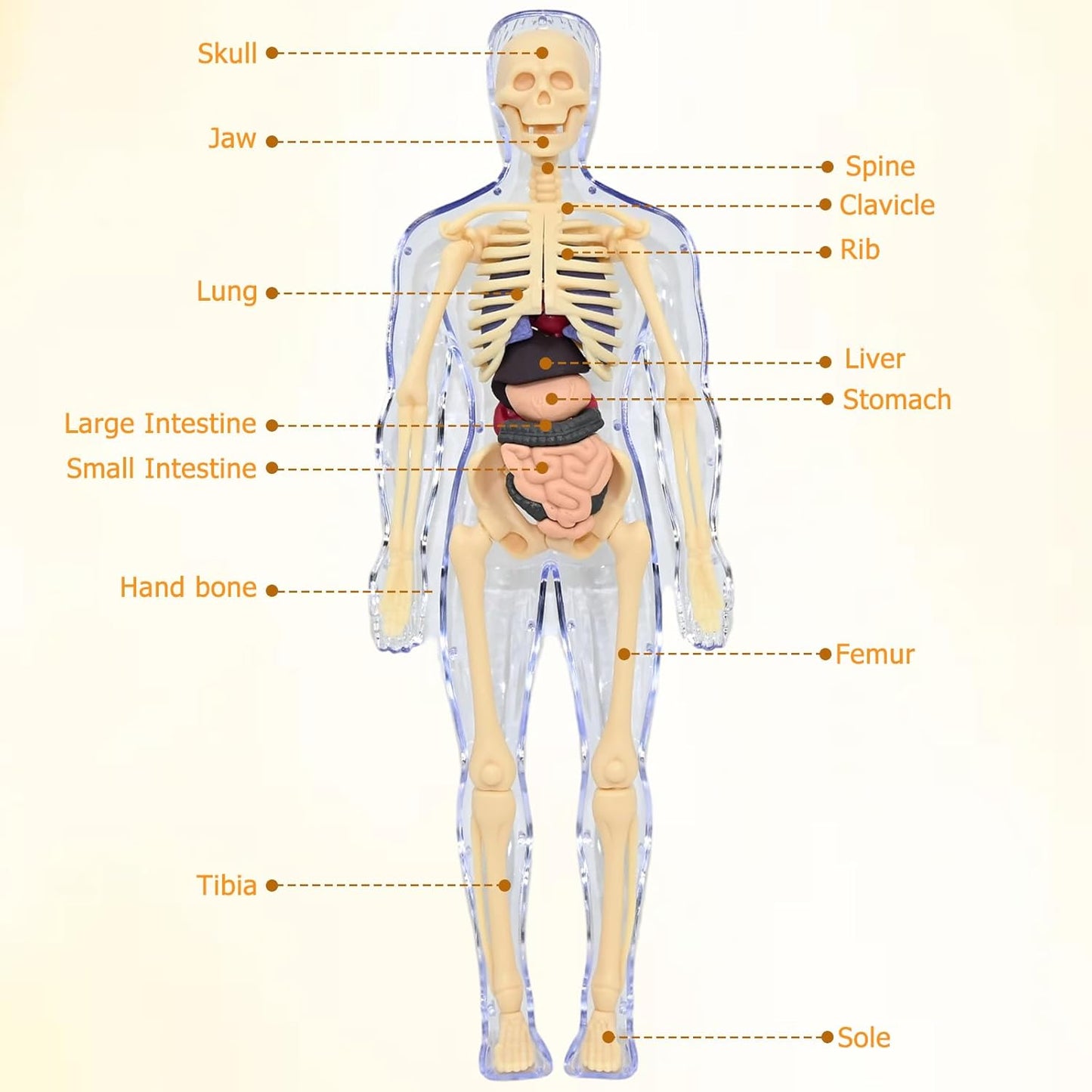 Realistični 3D skelet za učenje anatomije