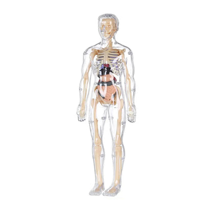 Realistični 3D skelet za učenje anatomije
