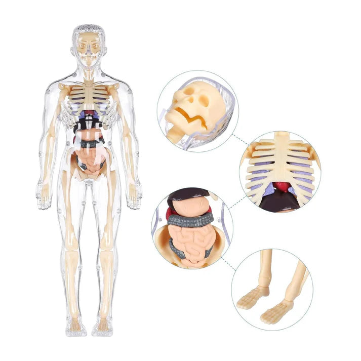 Realistični 3D skelet za učenje anatomije