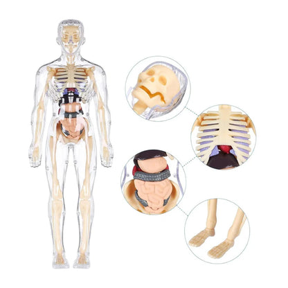 Realistični 3D skelet za učenje anatomije