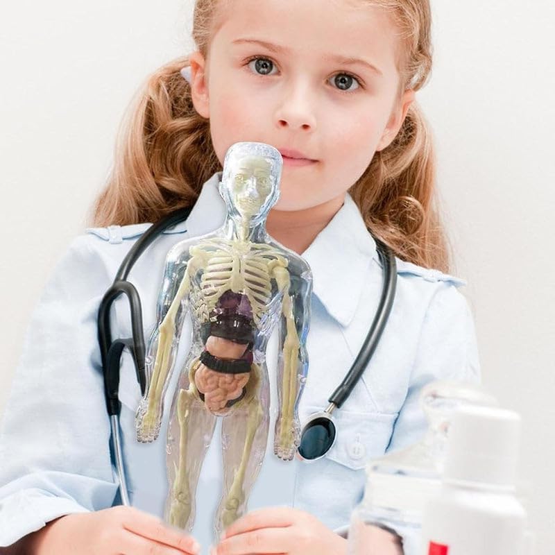 Realistični 3D skelet za učenje anatomije