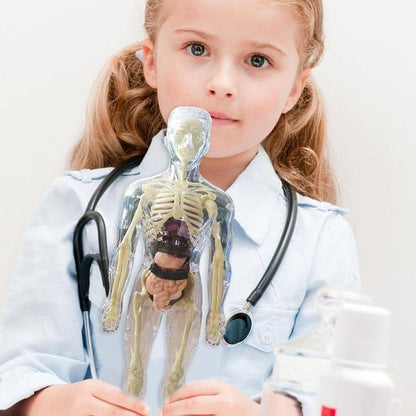 Realistični 3D skelet za učenje anatomije