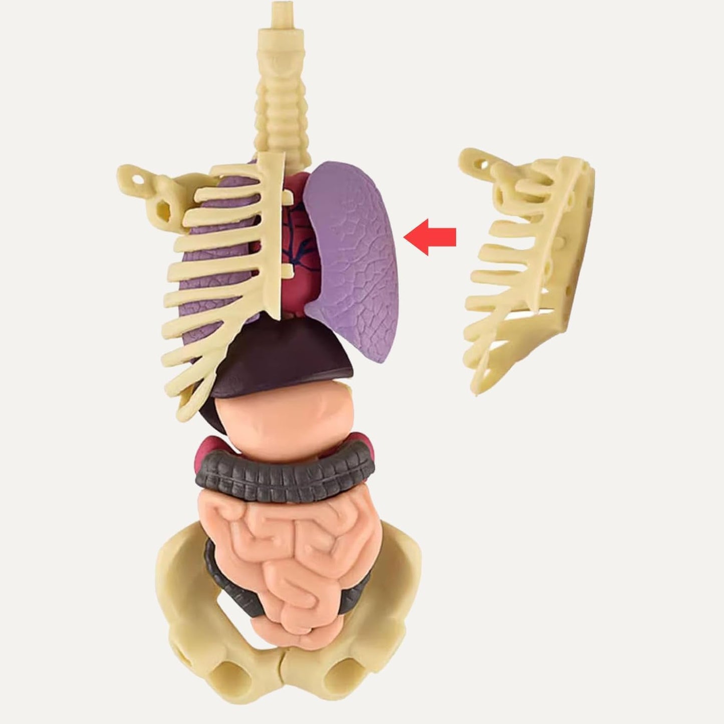 Realistični 3D skelet za učenje anatomije