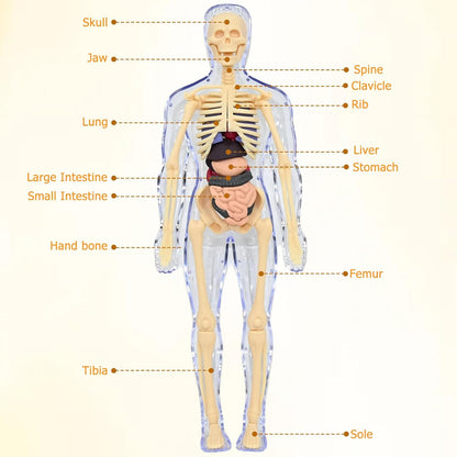 Realistični 3D skelet za učenje anatomije