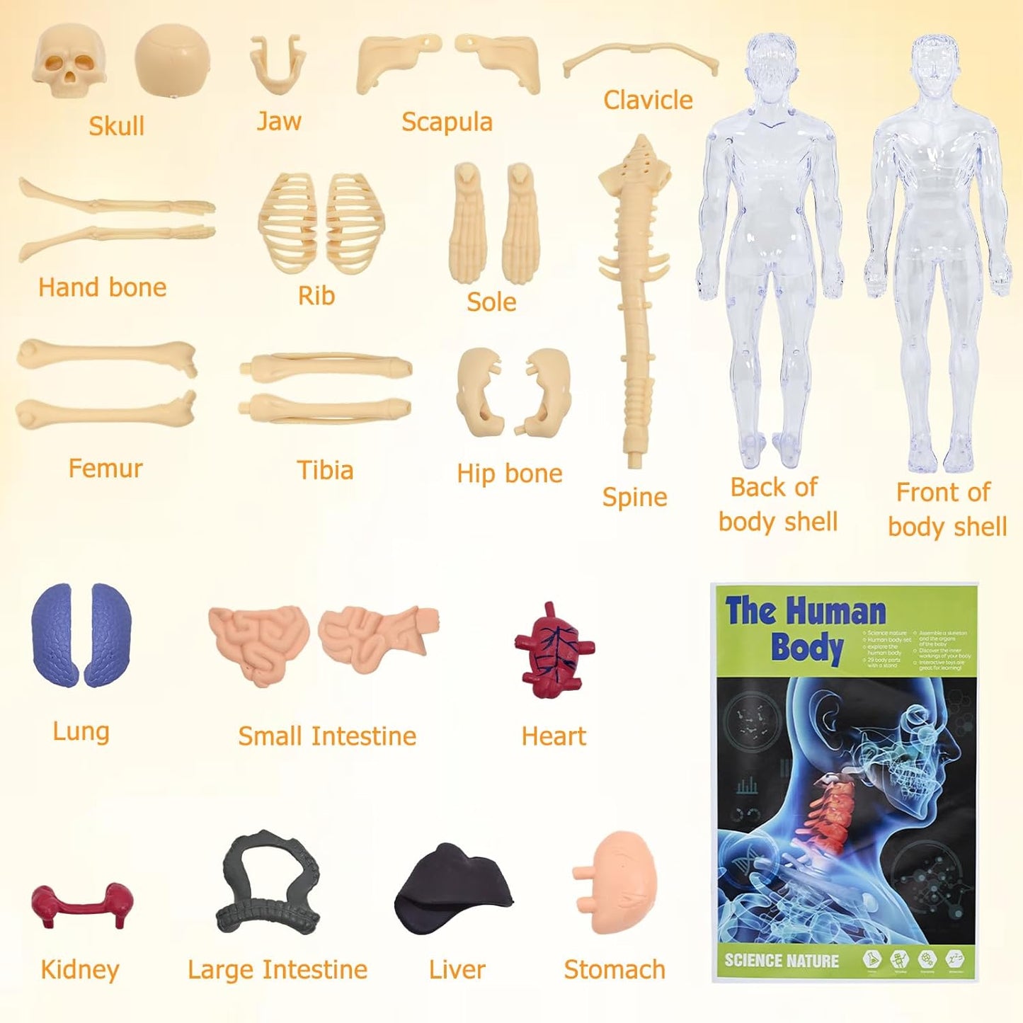 Realistični 3D skelet za učenje anatomije