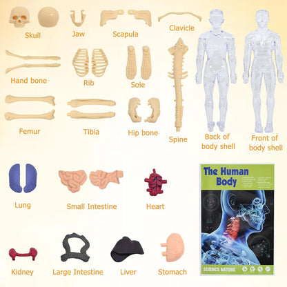 Realistični 3D skelet za učenje anatomije