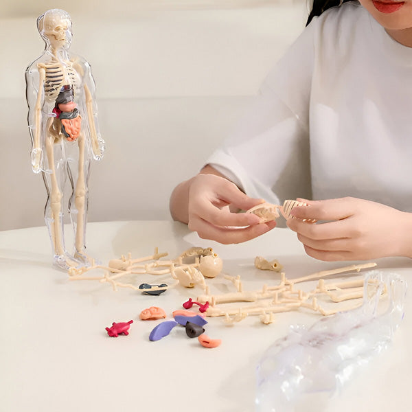 Realistični 3D skelet za učenje anatomije