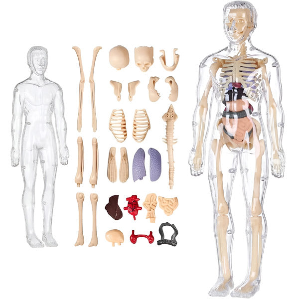 Realistični 3D skelet za učenje anatomije