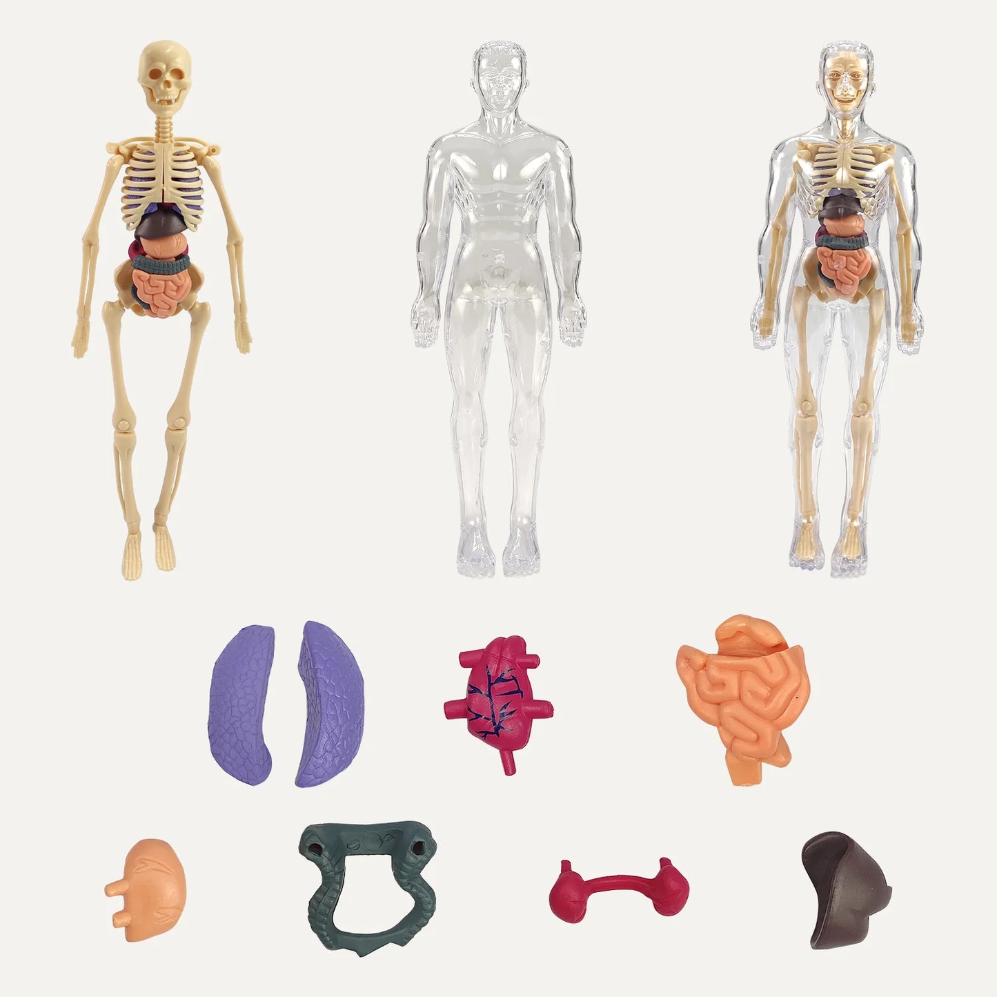 Realistični 3D skelet za učenje anatomije