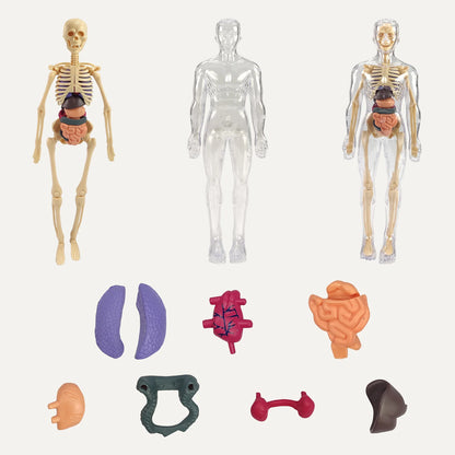 Realistični 3D skelet za učenje anatomije