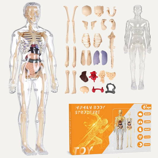 Realistični 3D skelet za učenje anatomije